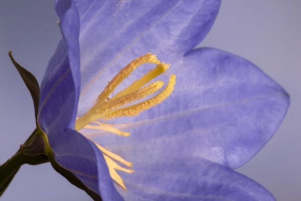 California Campanella flower detail